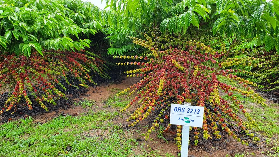 Robusta Amazônico é caso de sucesso na cafeicultura nacional - Portal  Embrapa