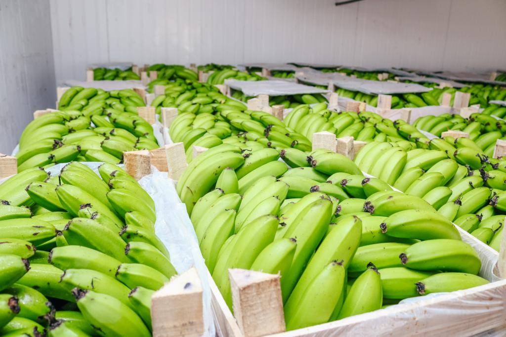 Nova variedade de banana é criada em MT, Mato Grosso